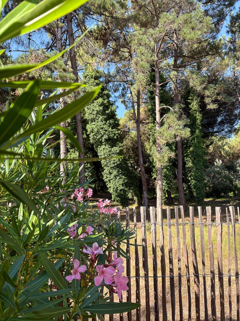 Fleur et forêt au camping Les Dunes 